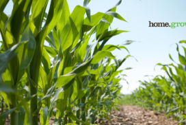 HG-Sweet-Corn